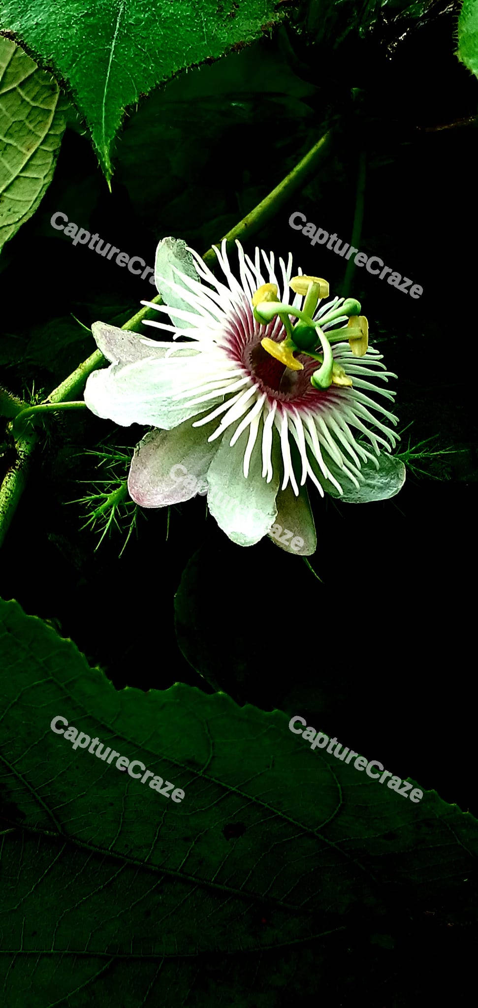 Passion fruit Flower